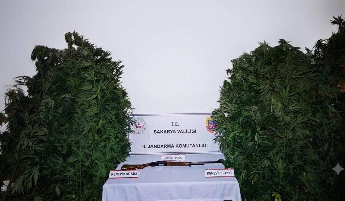 Hendek’te Uyuşturucu Operasyonu: 36 Kök Kenevir ve Ruhsatsız Tüfek Ele Geçirildi!